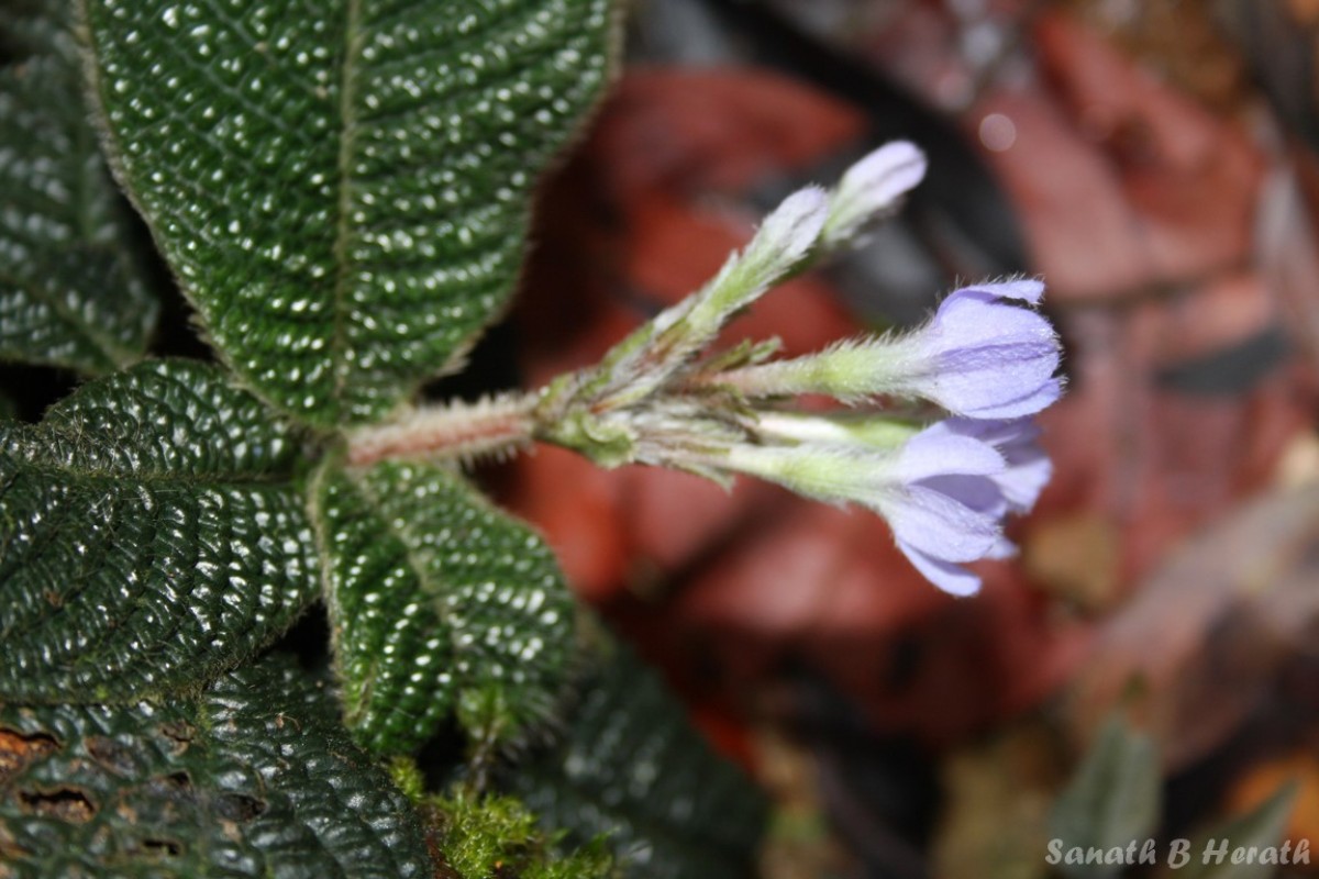 Acranthera